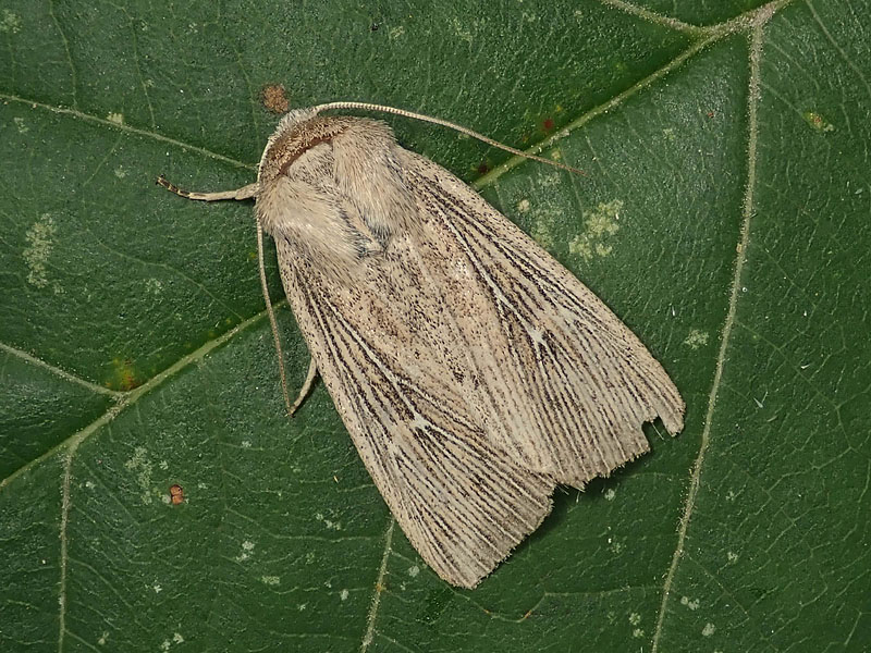 Noctuidae: Leucania obsoleta? ... Mythimna congrua